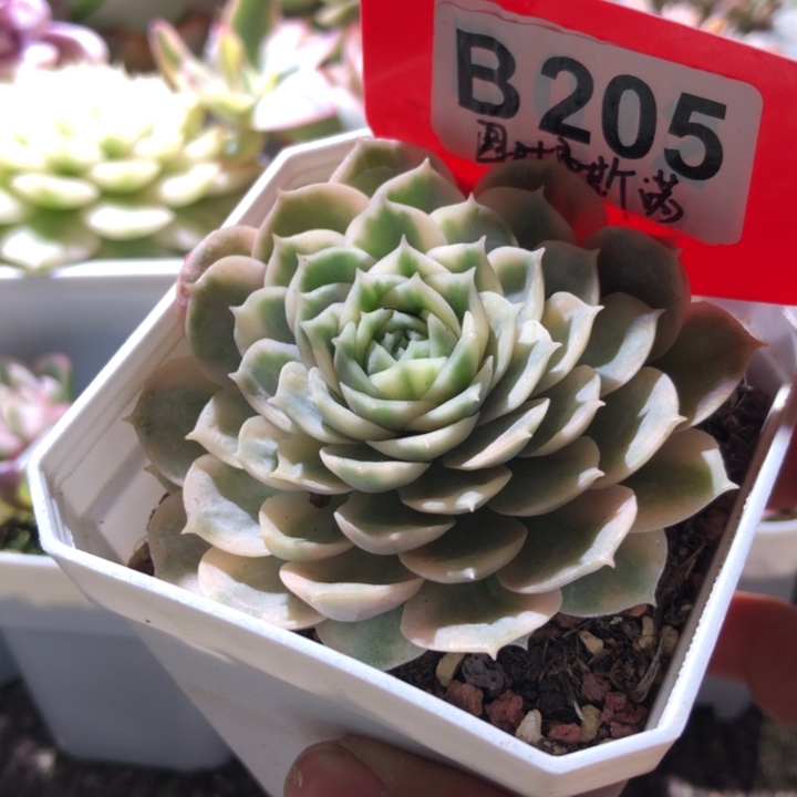 圆叶昂斯诺覆轮锦有根
