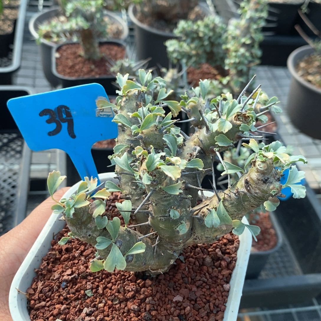 格思龙骨葵多肉植物