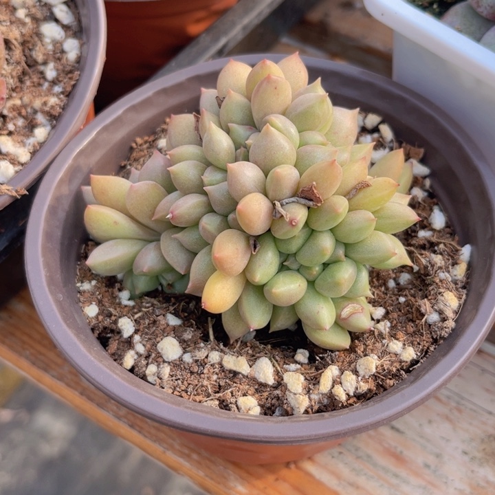 璀璨缀多肉植物94