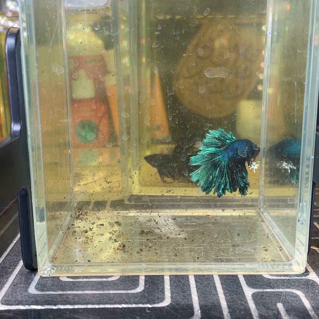 斗鱼27号1210早绣球