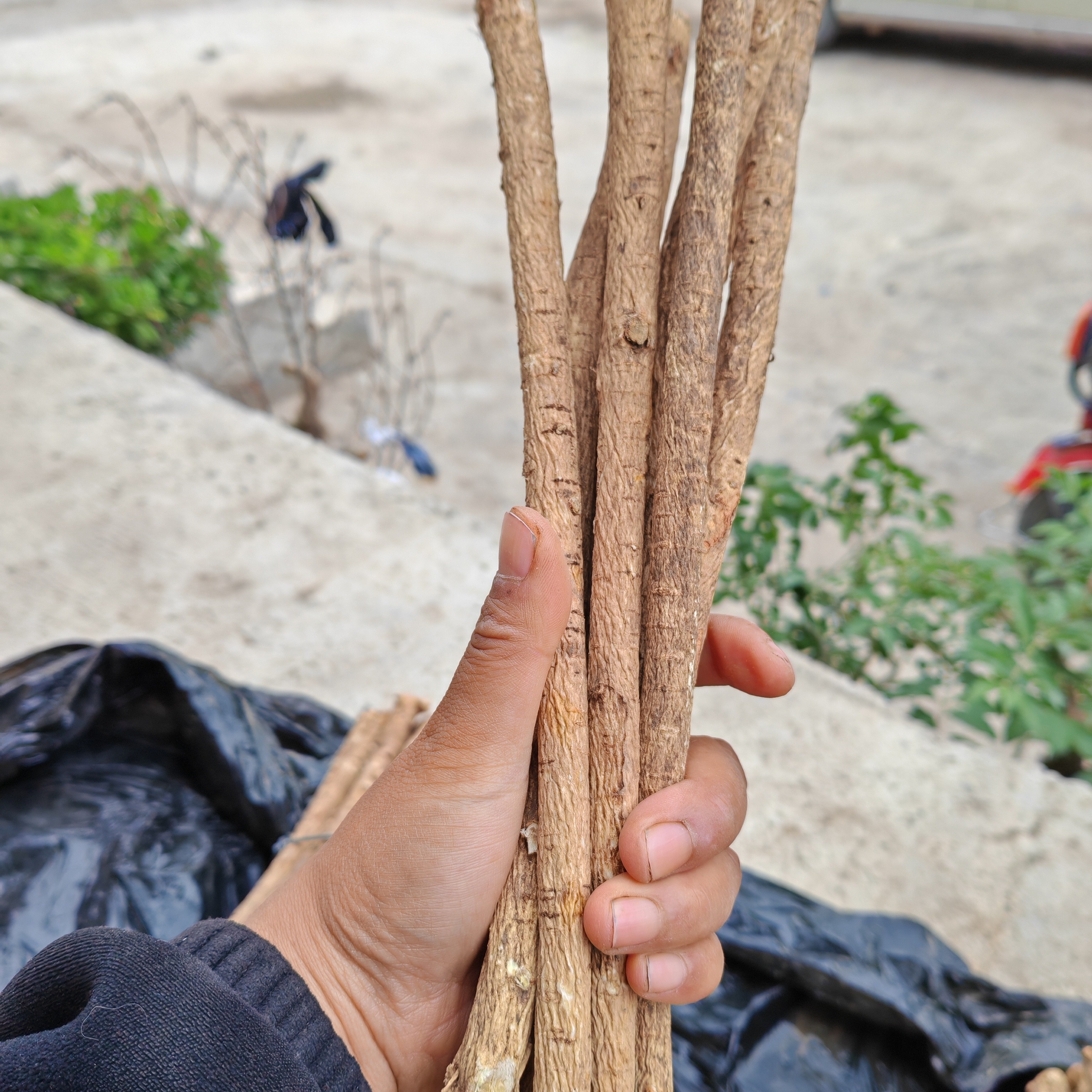 甘肃岷县野外采挖十年足龄老黄芪大条无硫熏手工现切就是没那么干
