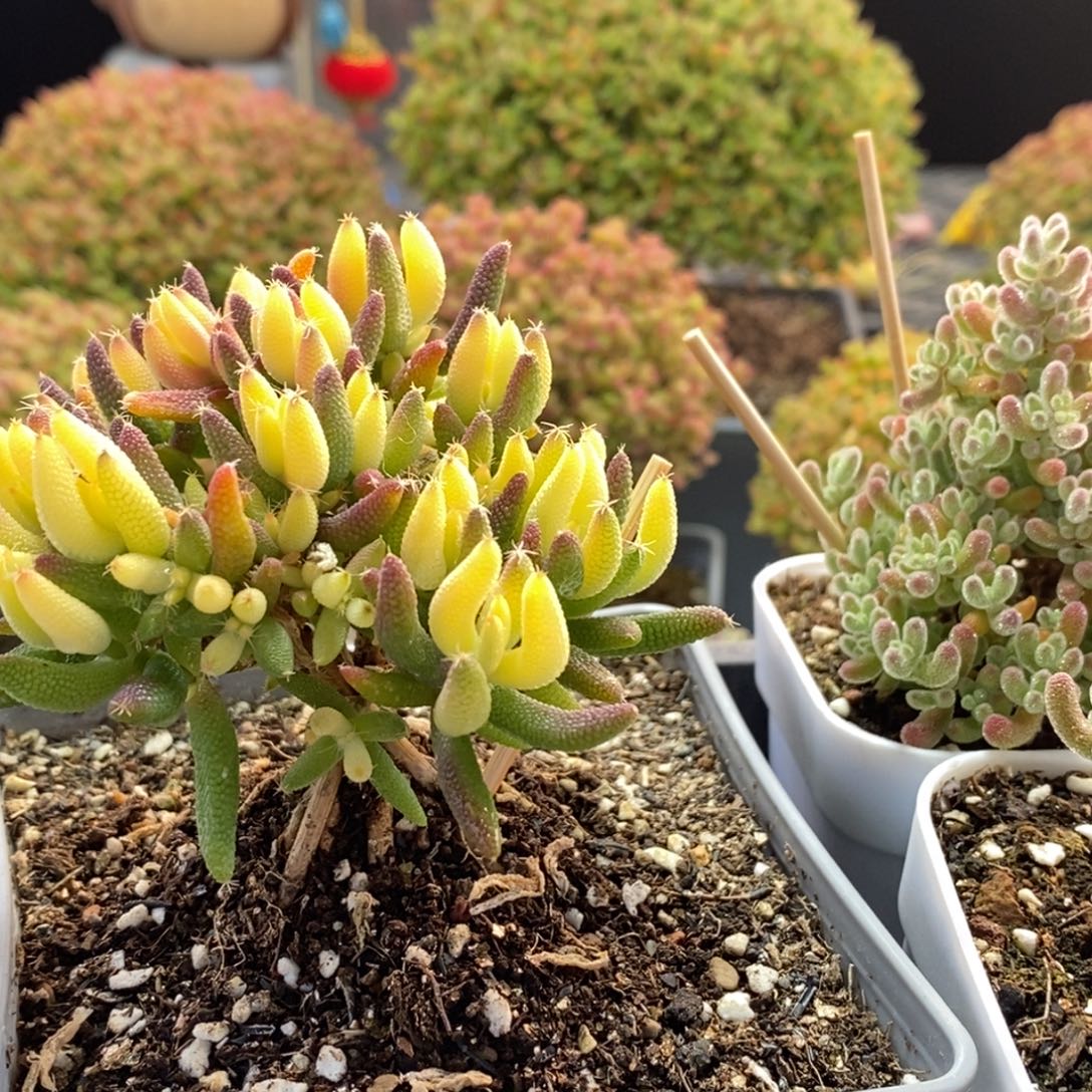 乐***飞玉米锦➕冰晶组合2652