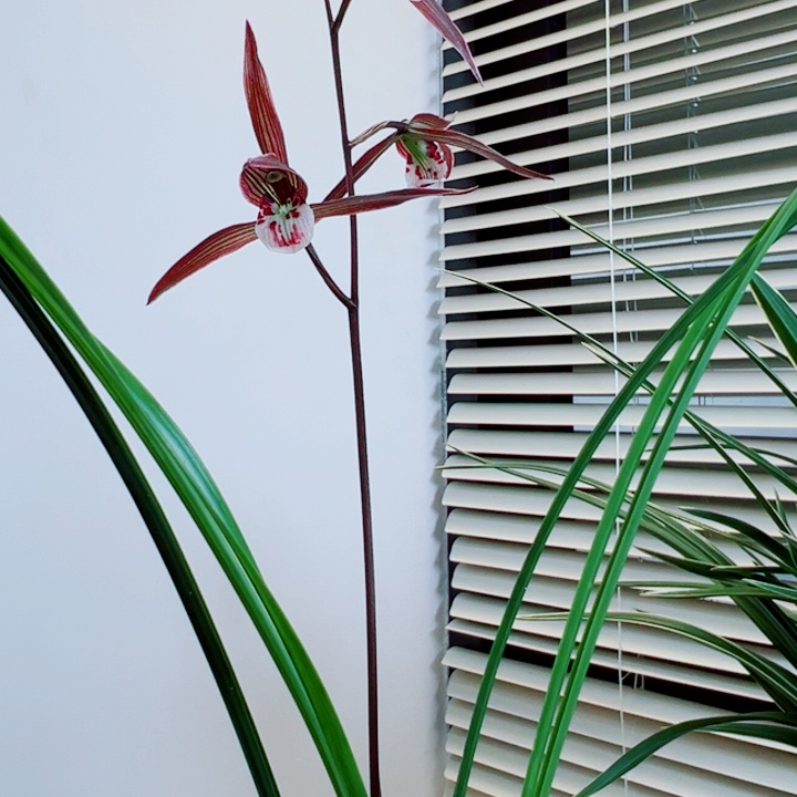 狼***完全开放一物一拍