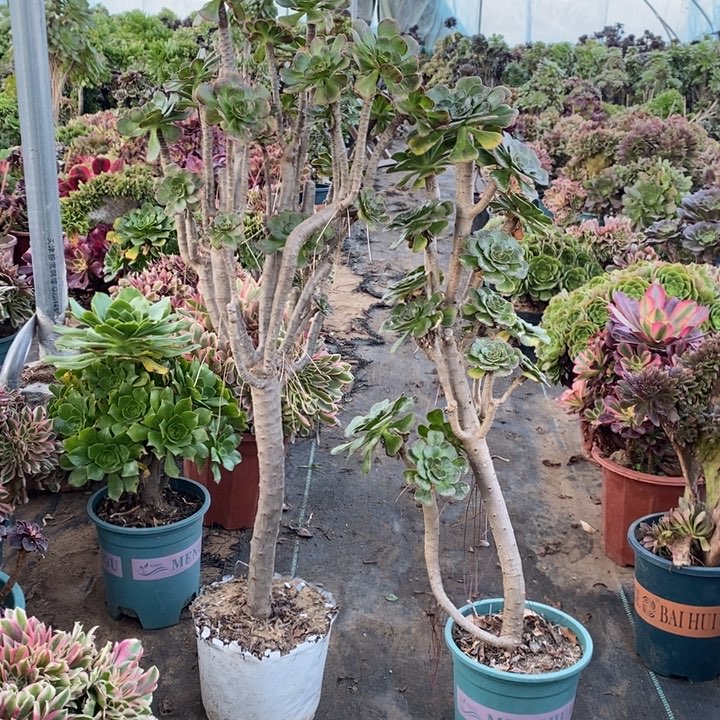 花***语两颗多肉植物035。  