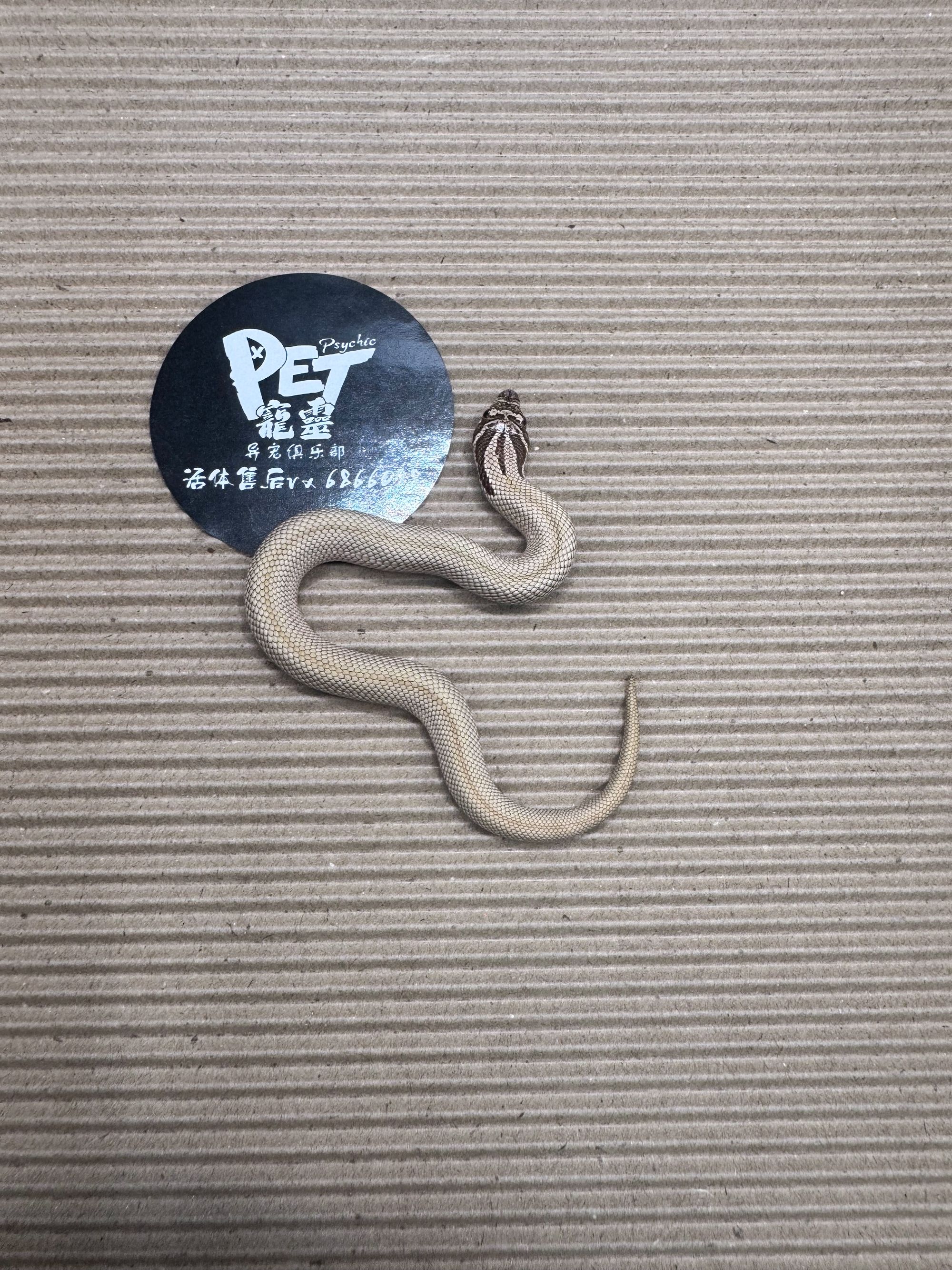 西部猪鼻蛇-超级康达幼体（包邮包活包运输风险包健康）