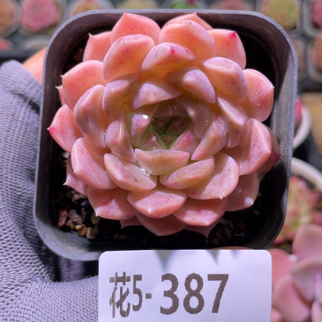 花利美5-387新品  