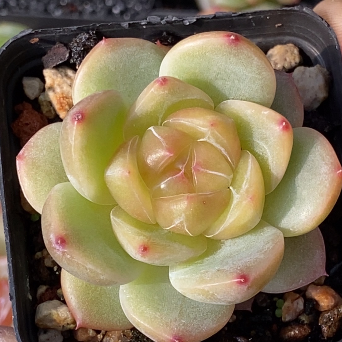 天官赐福百无禁忌