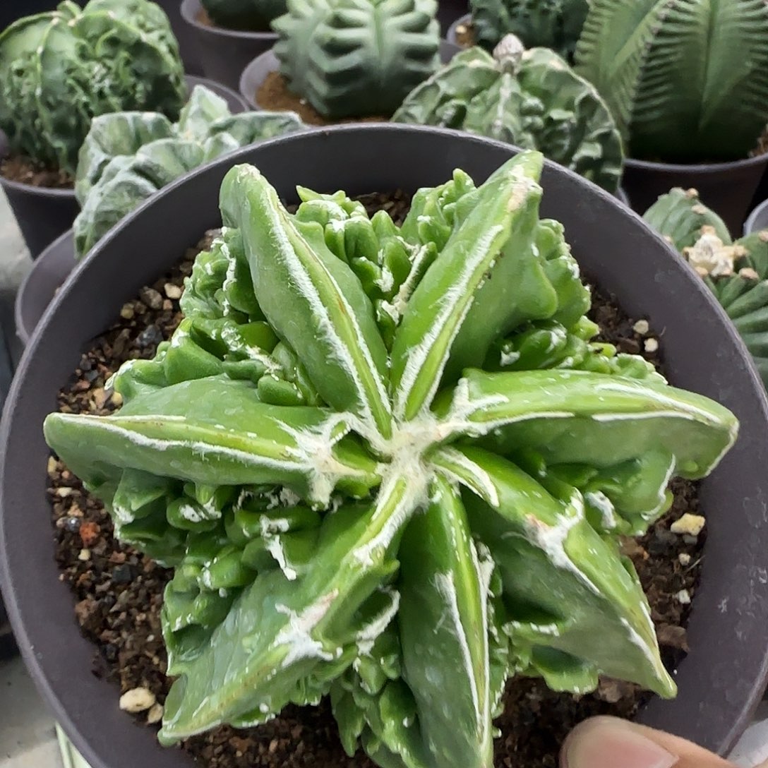 核桃鸾凤玉实生004