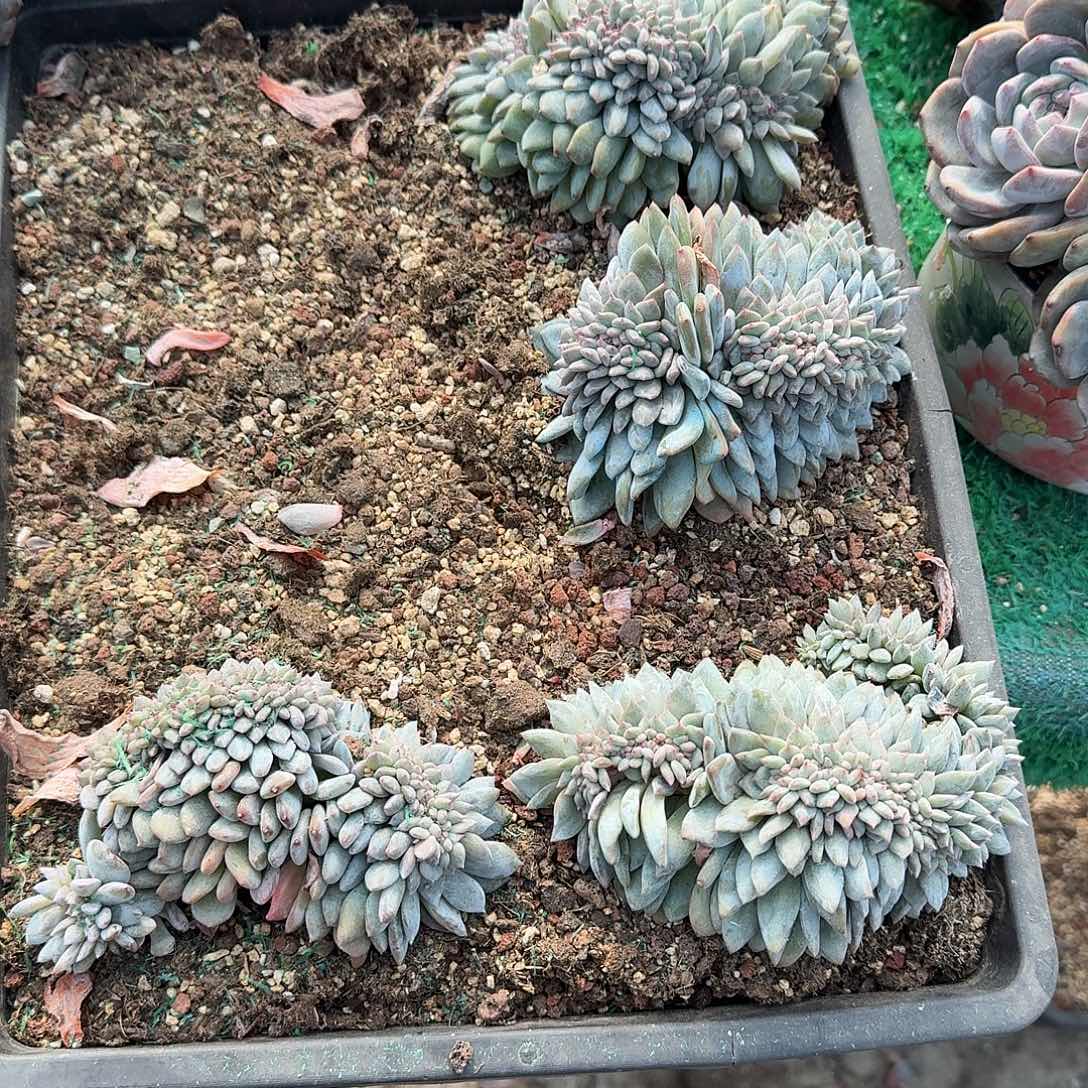 石榴籽星影四个呀呀