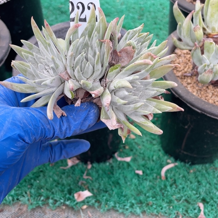 222号白雪多肉植物