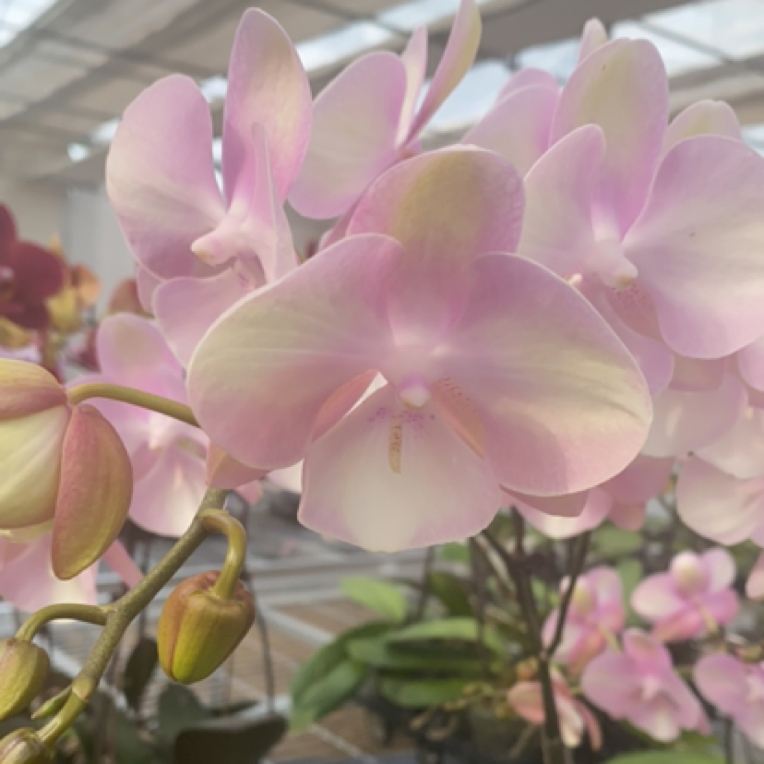 蝶兰小栈【威尼斯】3.5杯带花带花苞精品蝴蝶兰基地直发