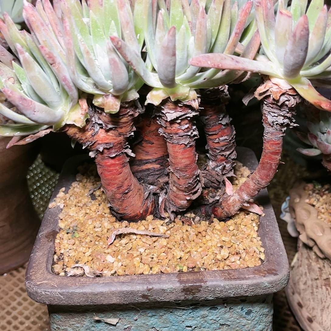 9015蓦然一白菊仙女杯多肉