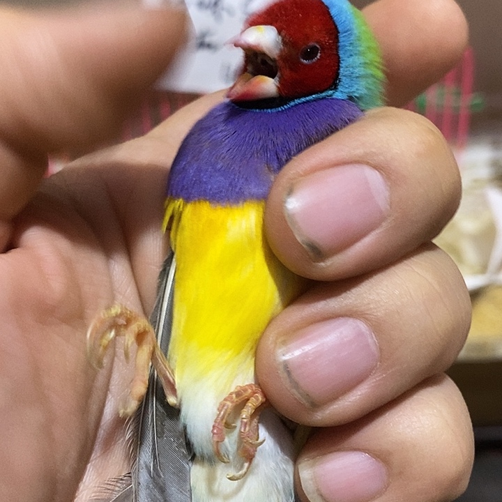 文鸟針***人普彩公