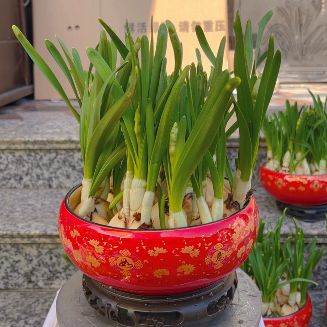 庸***扰水仙花盆栽一盆