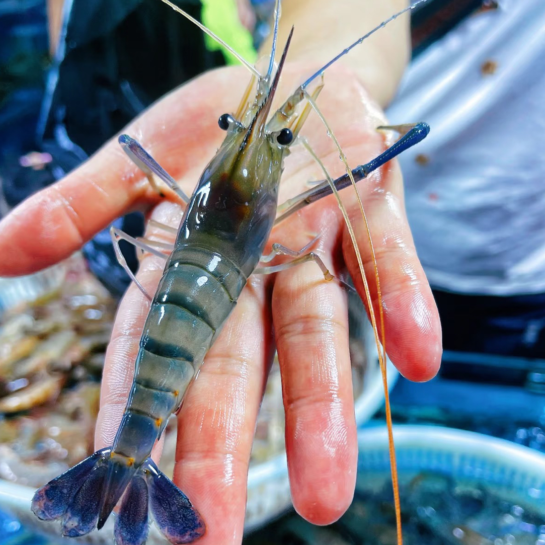 【一斤草虾】硬壳罗氏沼虾部分带膏鲜活发货到手不包活