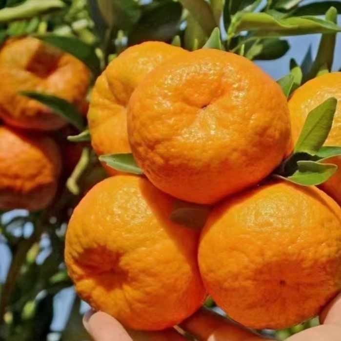 贵州特产自家种植酸甜多汁正宗新鲜椪柑柑橘当季水果直发榨汁