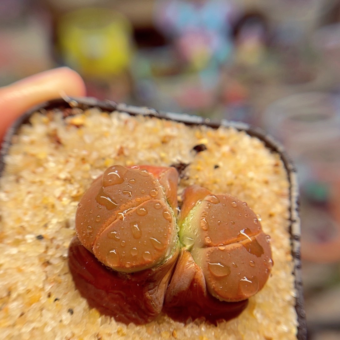 725。567855676787578