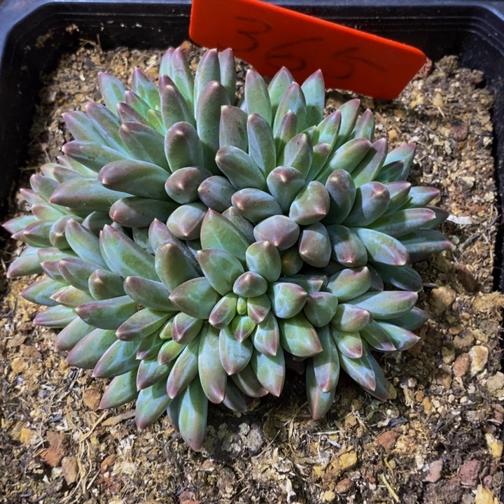 在家闲不下去时还不