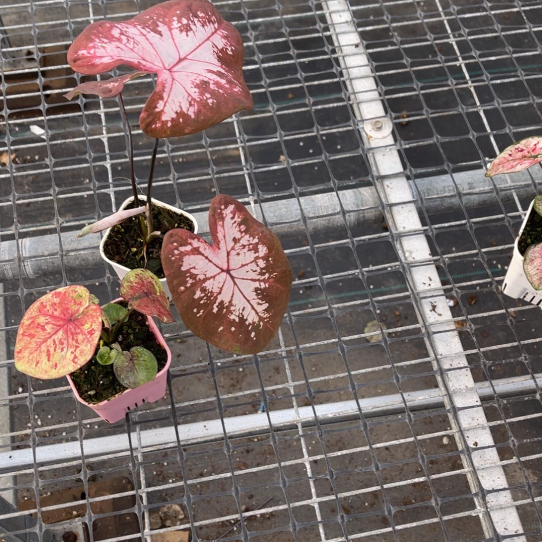 E****无花朵         935.936泰彩不福利不包售后