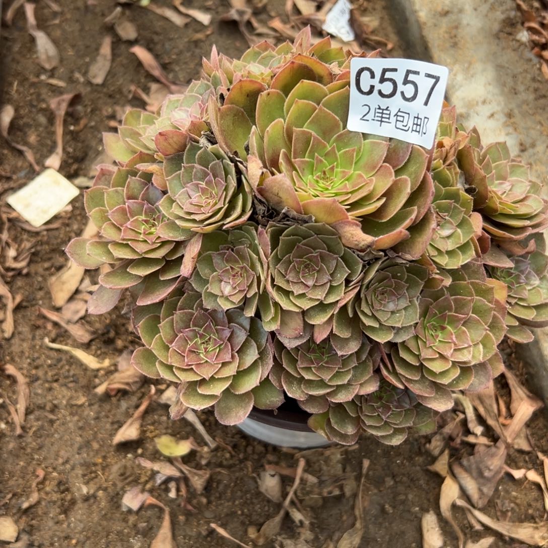 557多肉  红魔 不包断头
