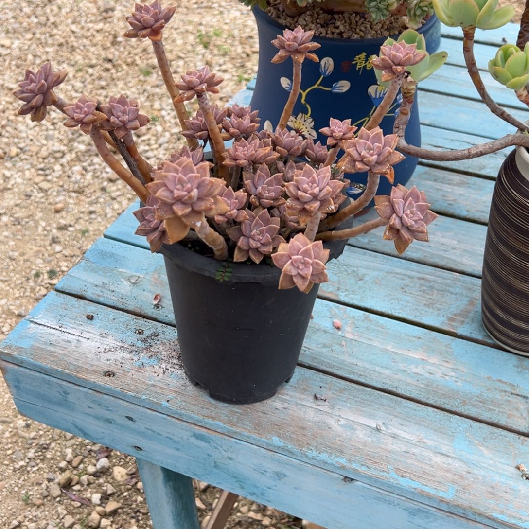 落***霞阿伦培多肉植物脱土