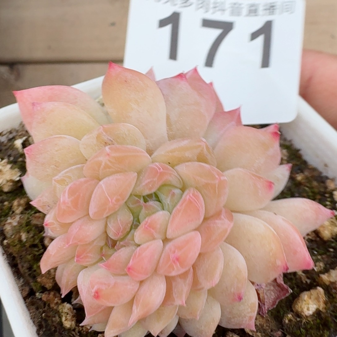 黛玉冰魄缀化         精品多肉