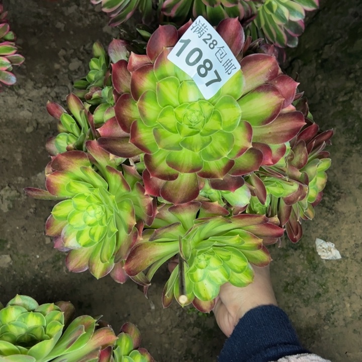 1087韶华多肉植物