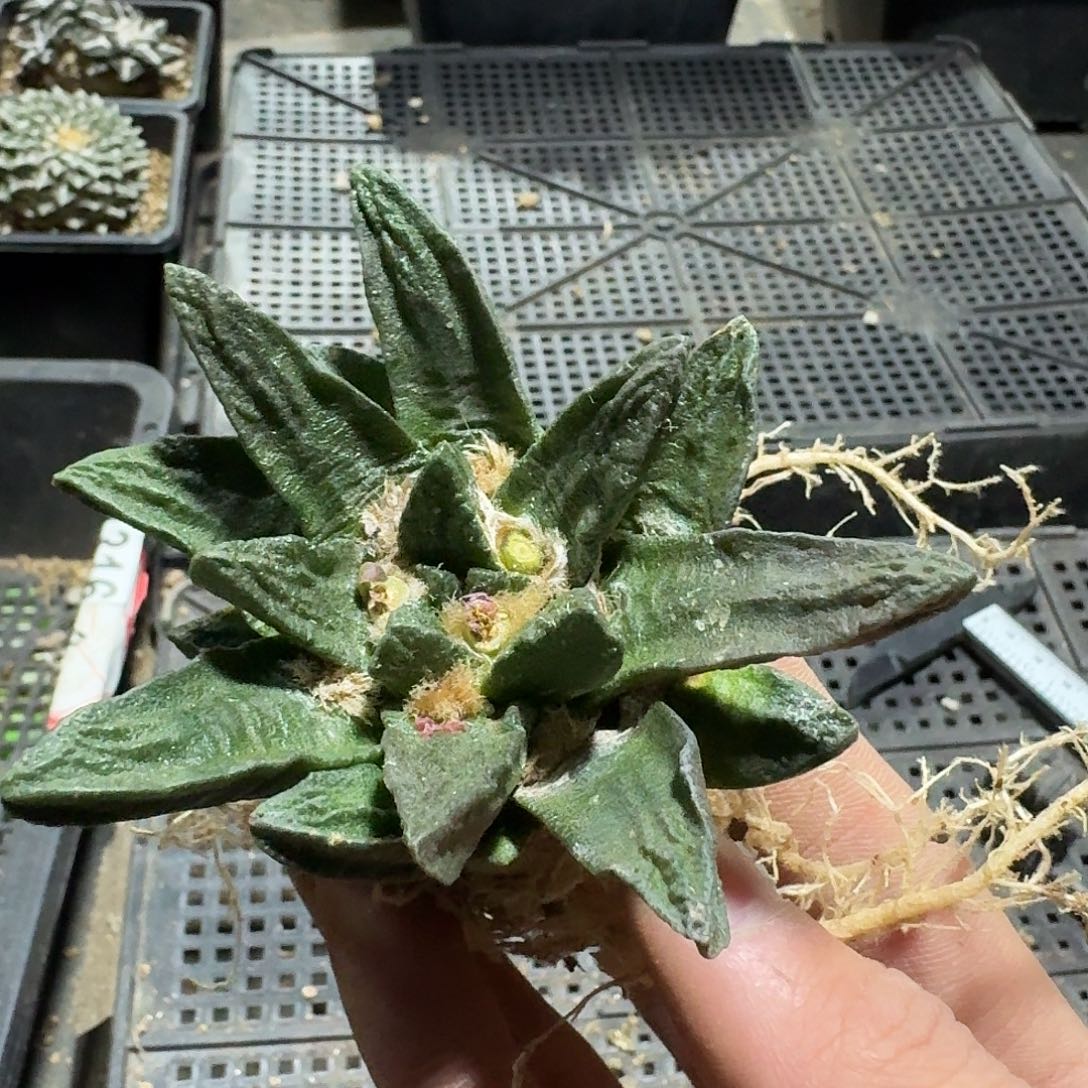 757号仙人球萝卜根