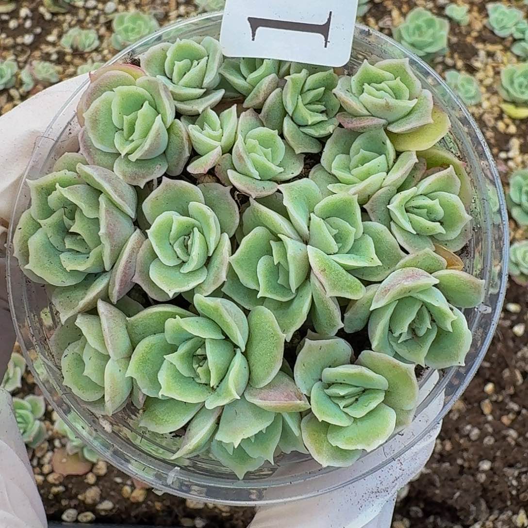 多肉植物多肉植物166