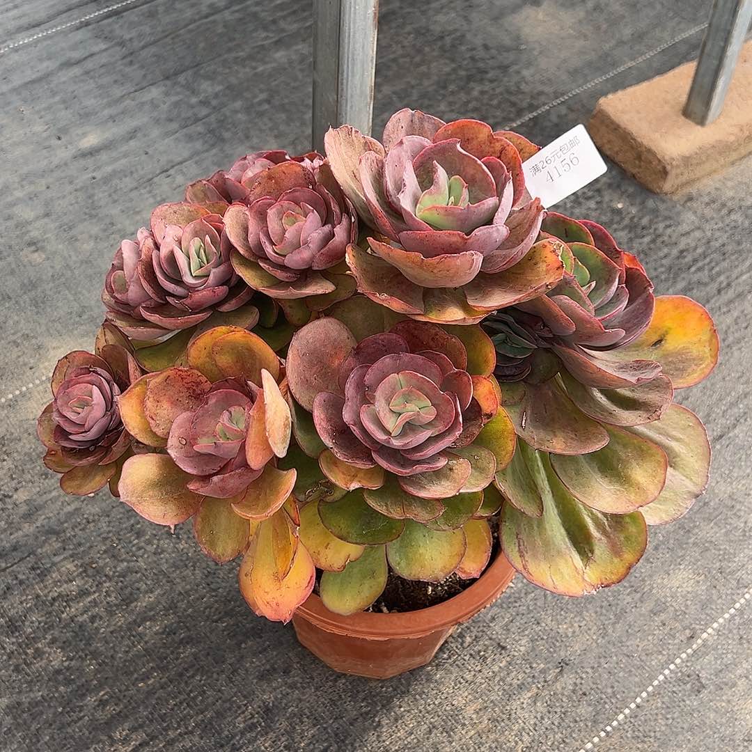 湖***儿4156秀妍多肉植物多肉