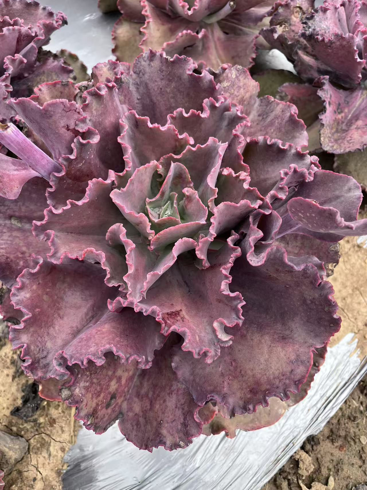 法国皇后多肉植物好看好养家庭园艺必备