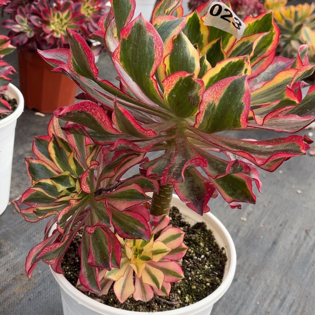 多肉法师魅影023发货，