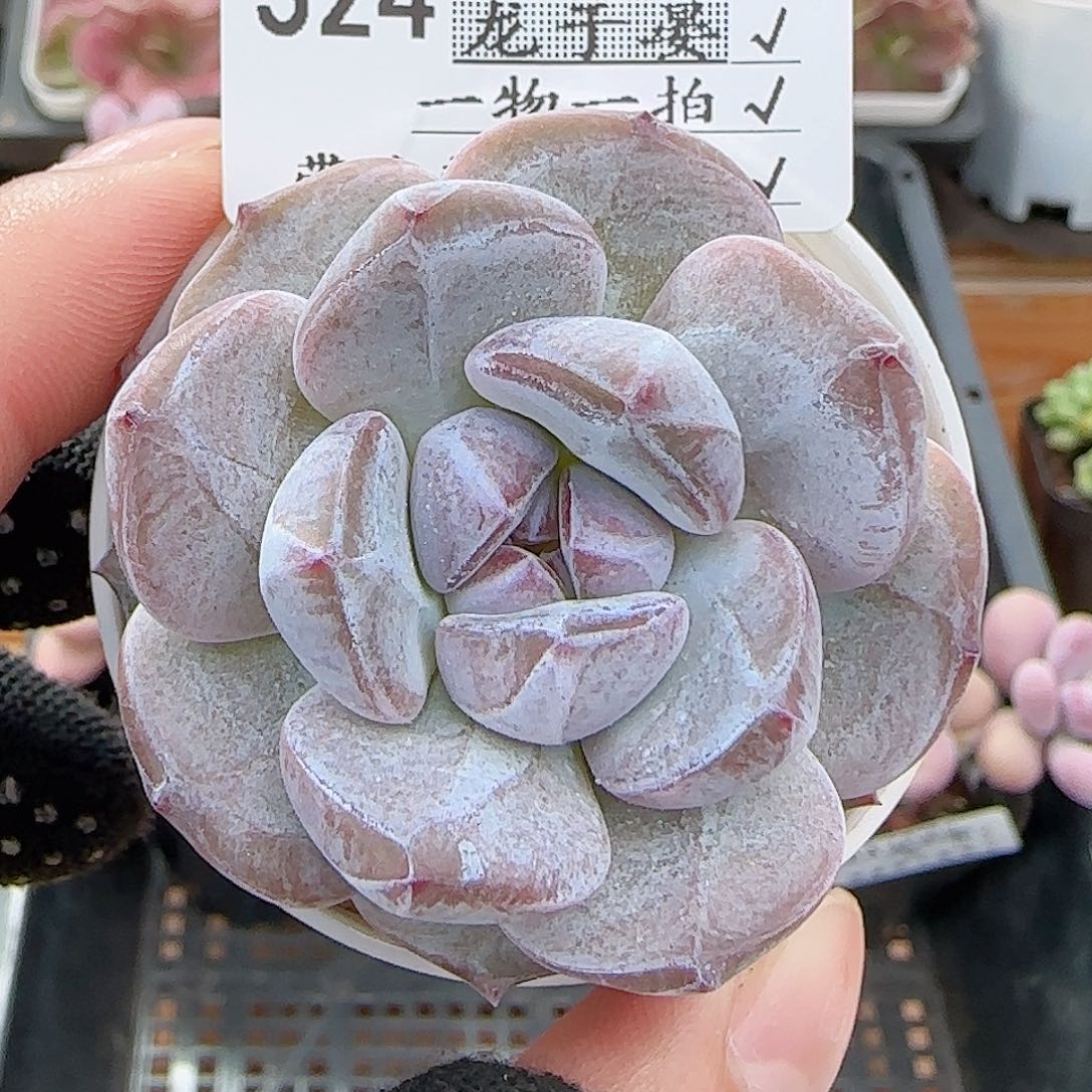 多肉0718-324石榴籽星影