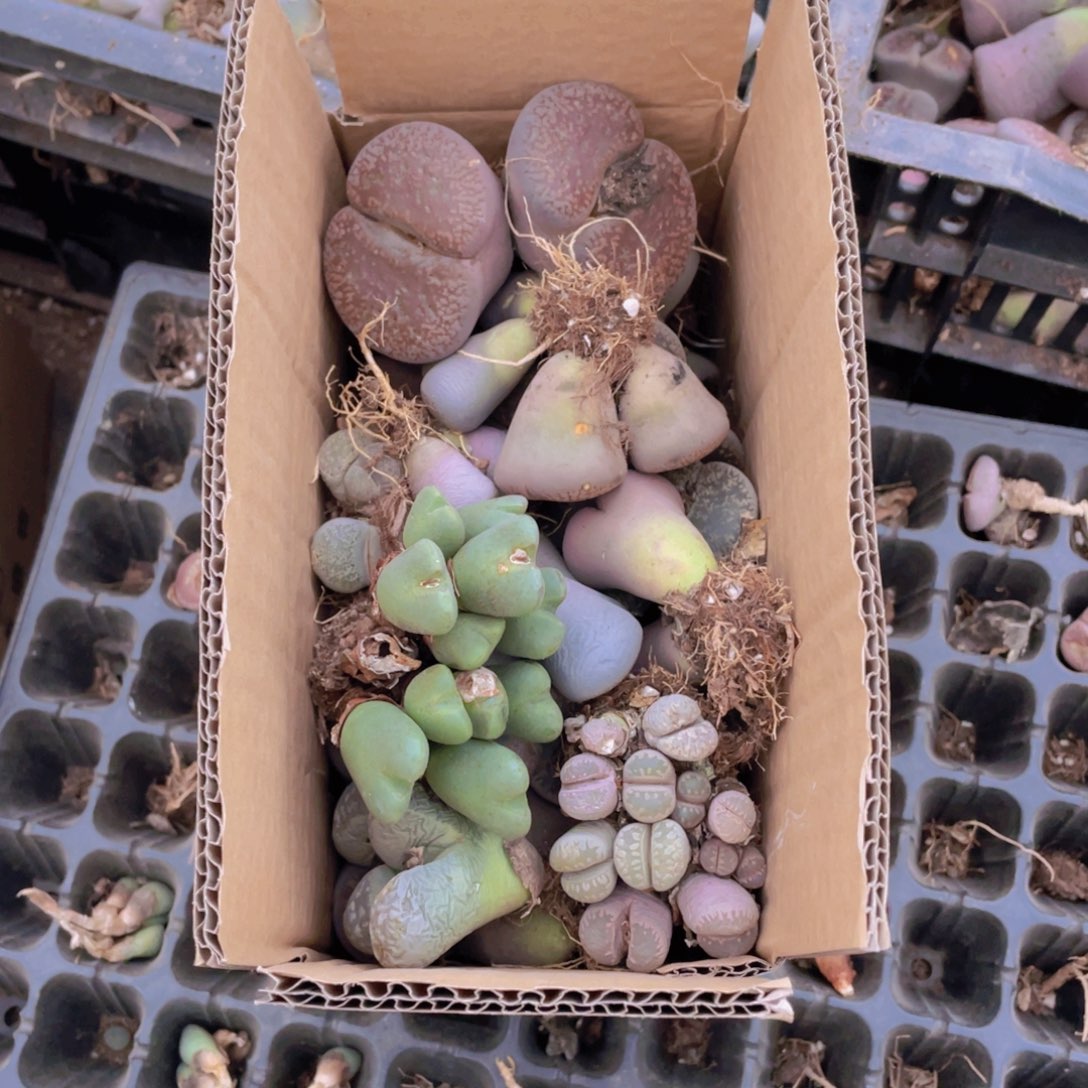 一箱母本88888888888