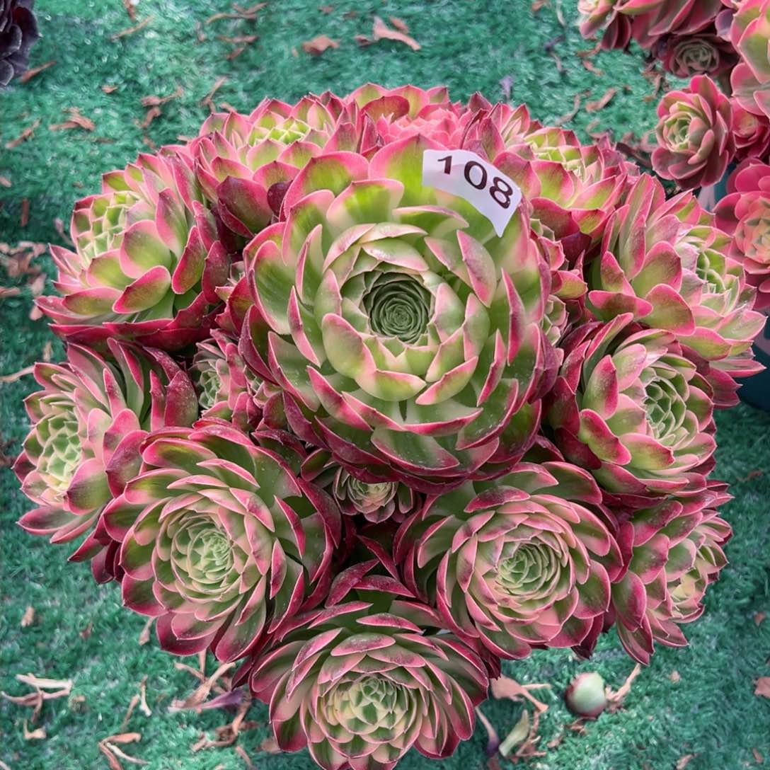 108海仙法师多肉植物