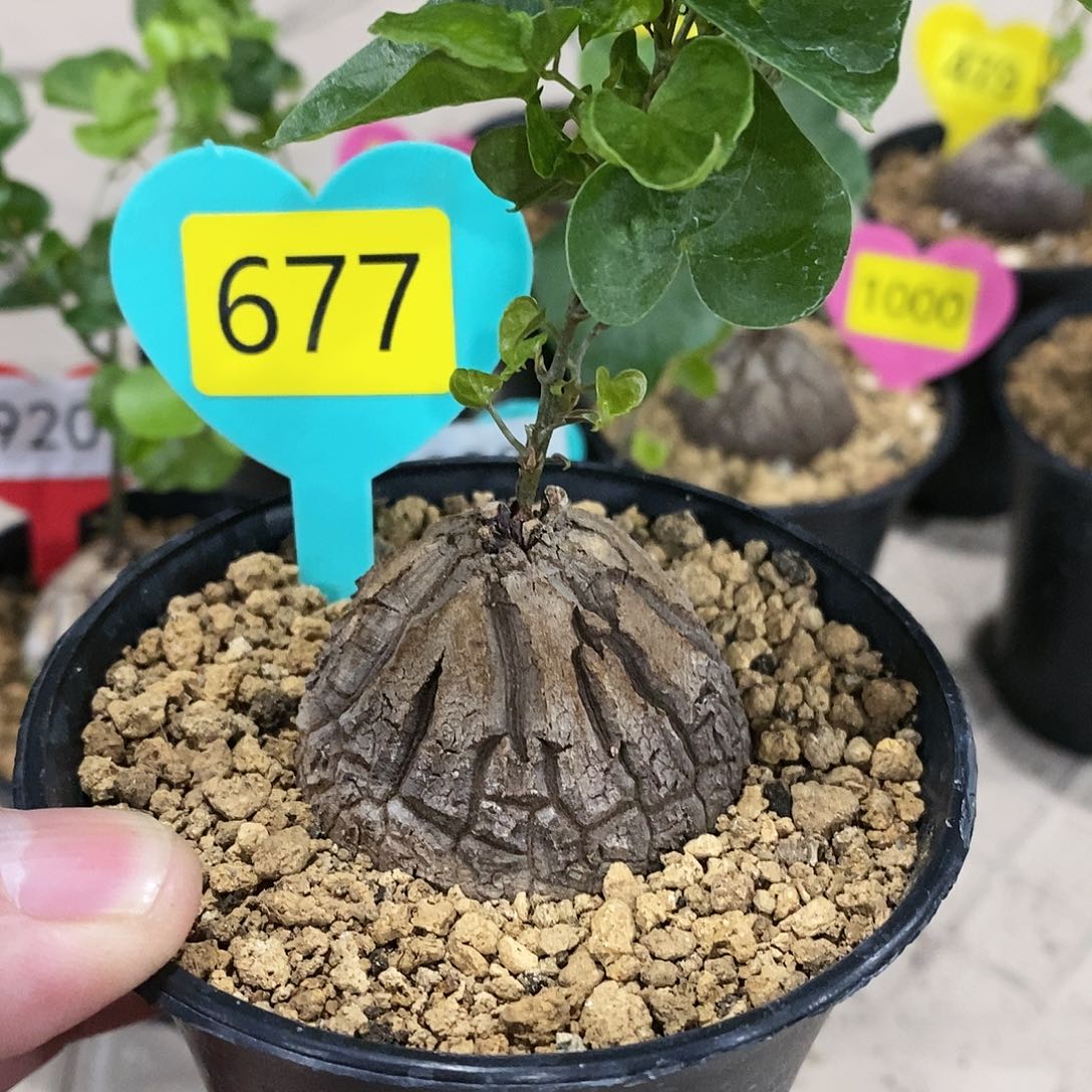 南非龟甲龙龟甲龙