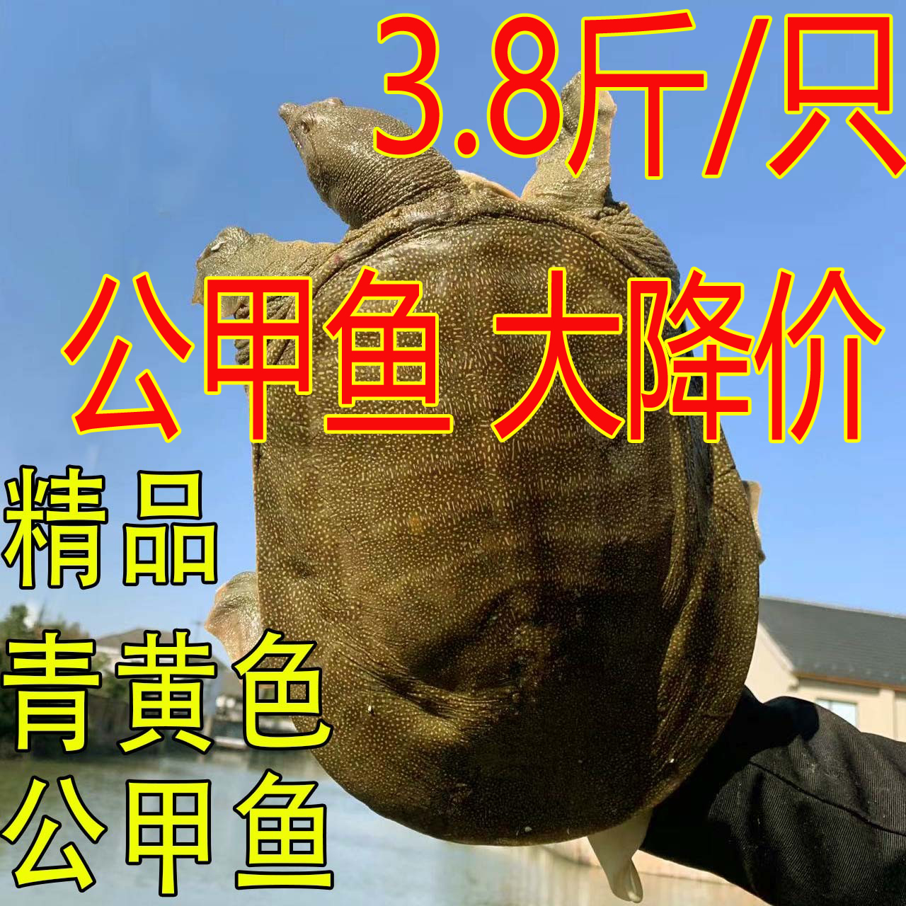 3.8斤1只 青黄色黄油 公甲鱼鲜活外塘散养新鲜水鱼团鱼王八中华鳖