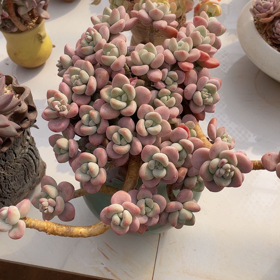 红洛神人多肉多肉