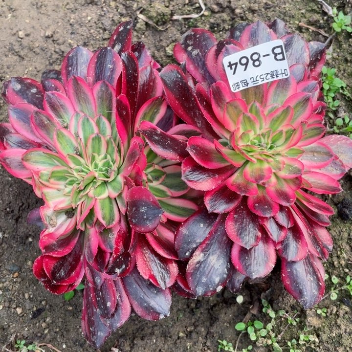 864美杜莎怕豹纹缀12345678多肉