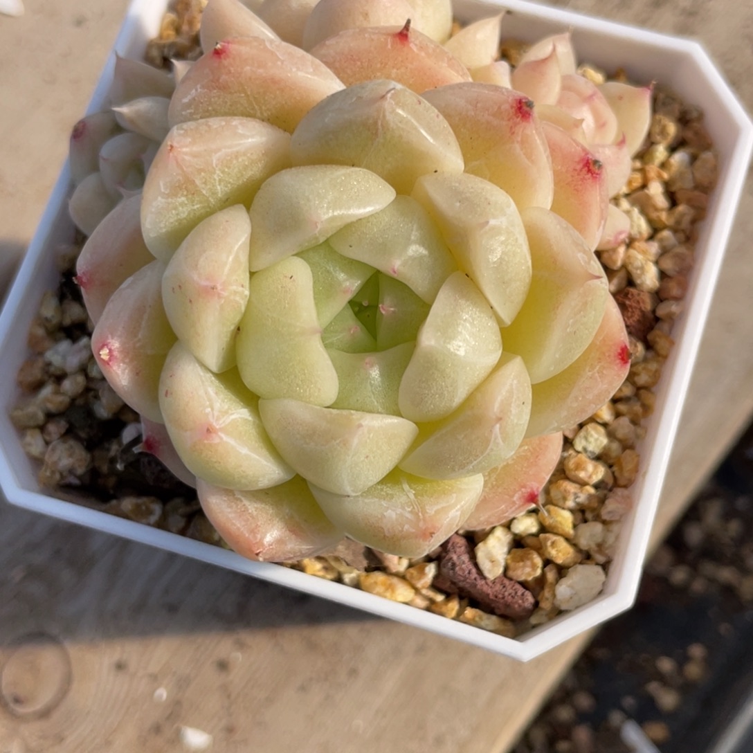 S1297分包子麦杆不包整