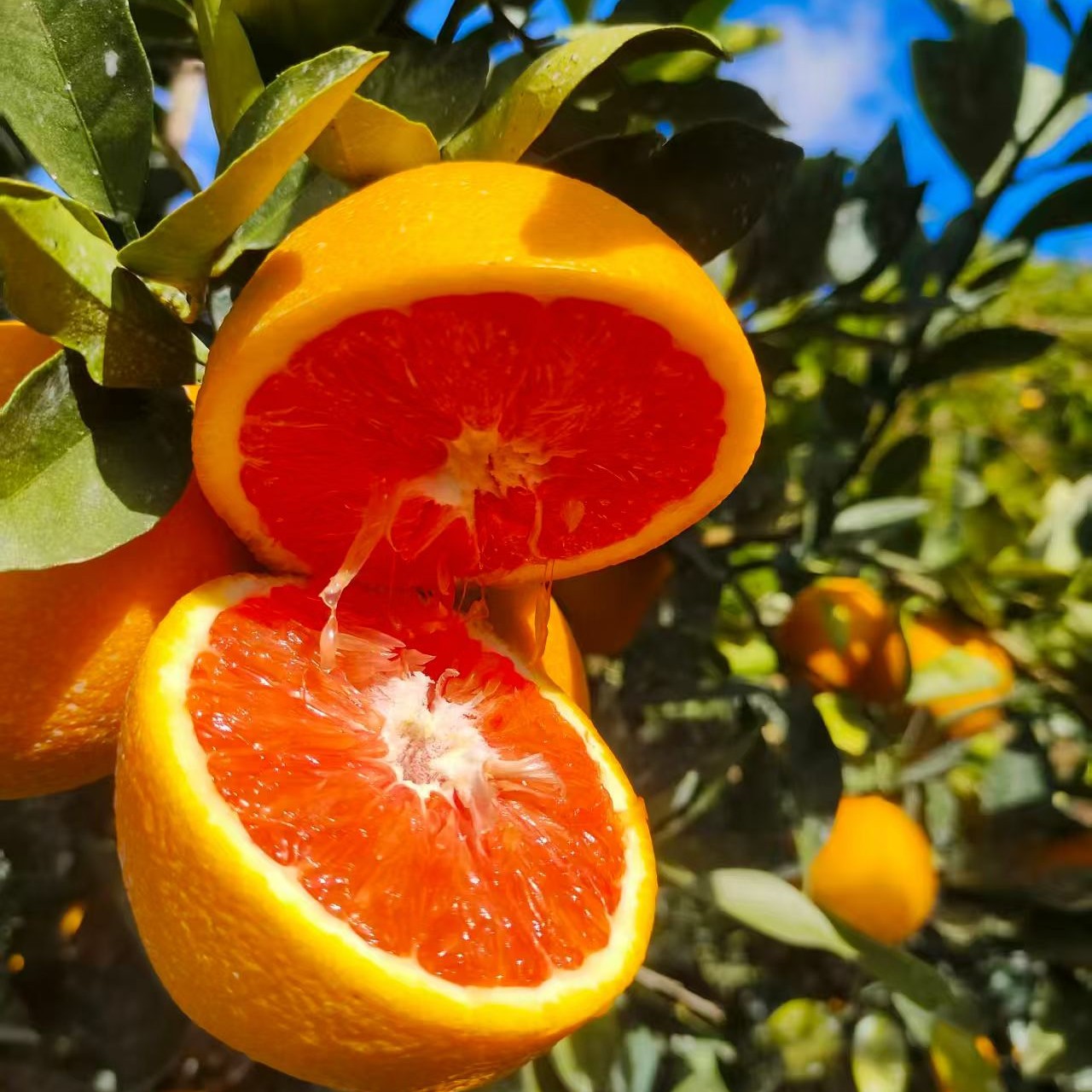 橙嫂果业【赣南血橙】京东鲜达