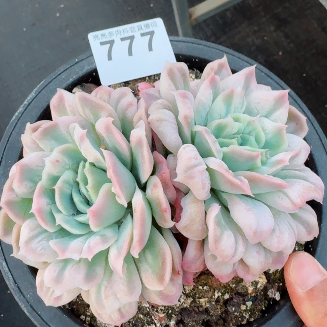 泡泡纱裙         精品多肉