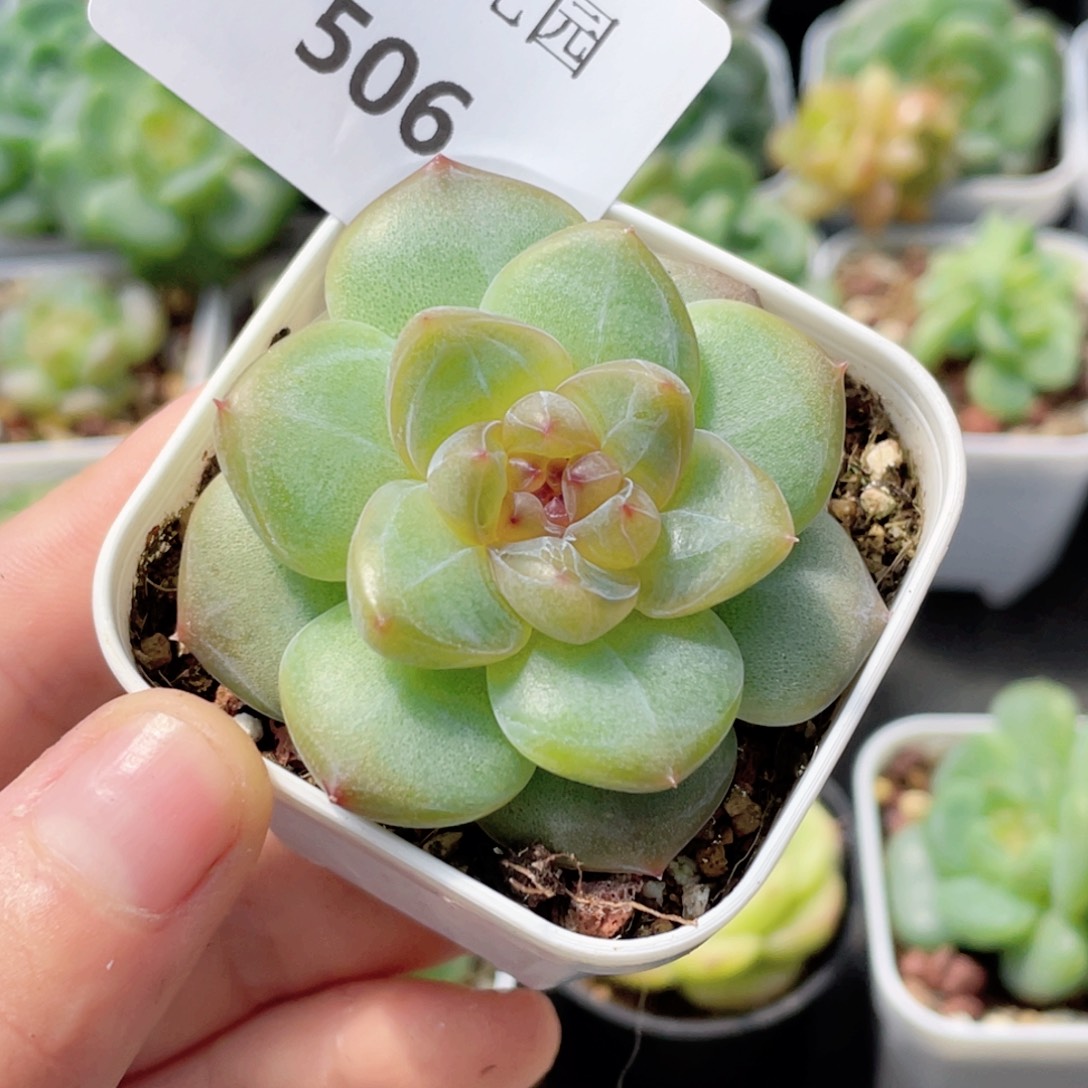 506号糖心冰心珍妮 晴川