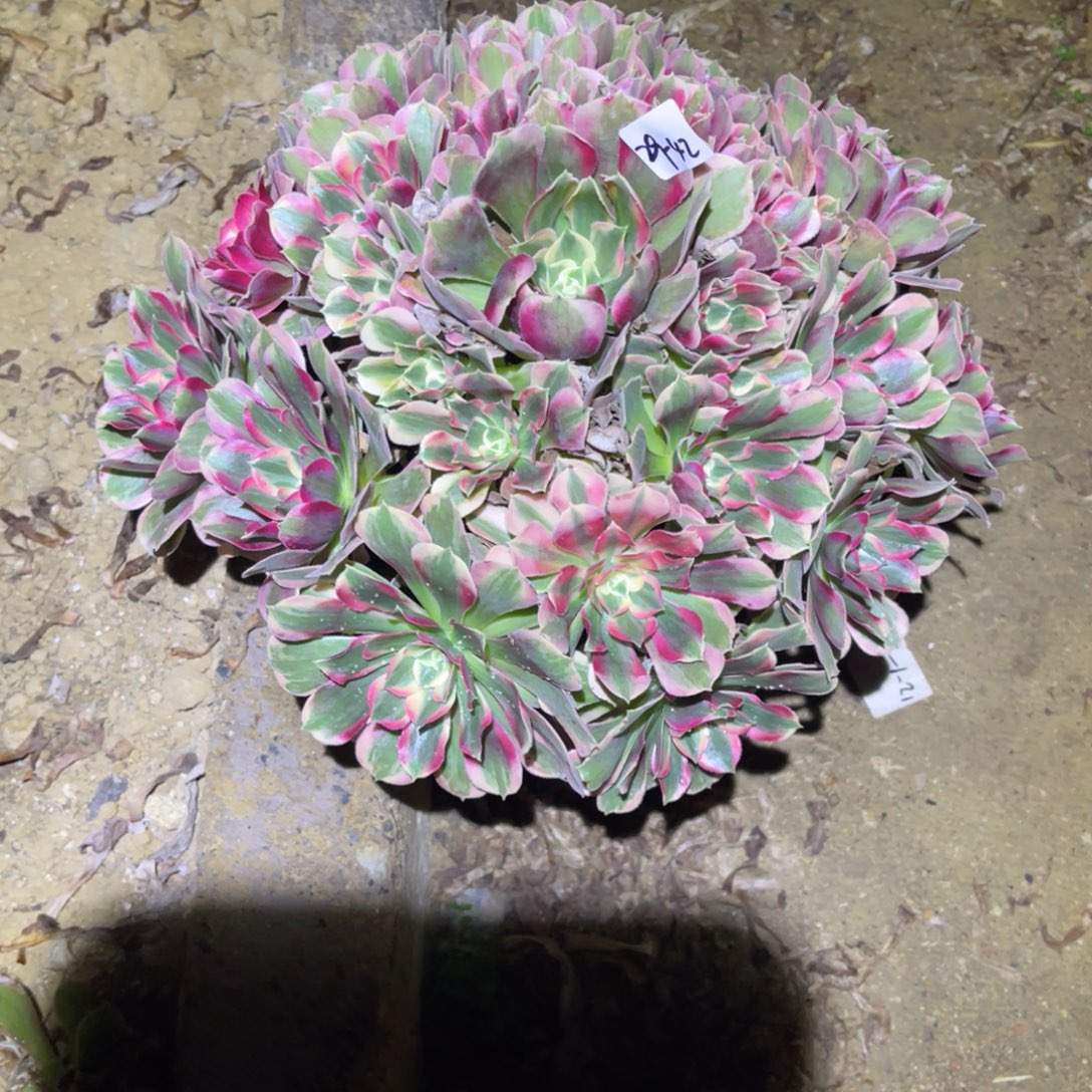 12-29-42粉女巫初恋