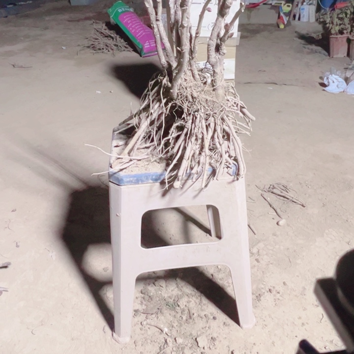 当前无花栽培后可以开花仙桃