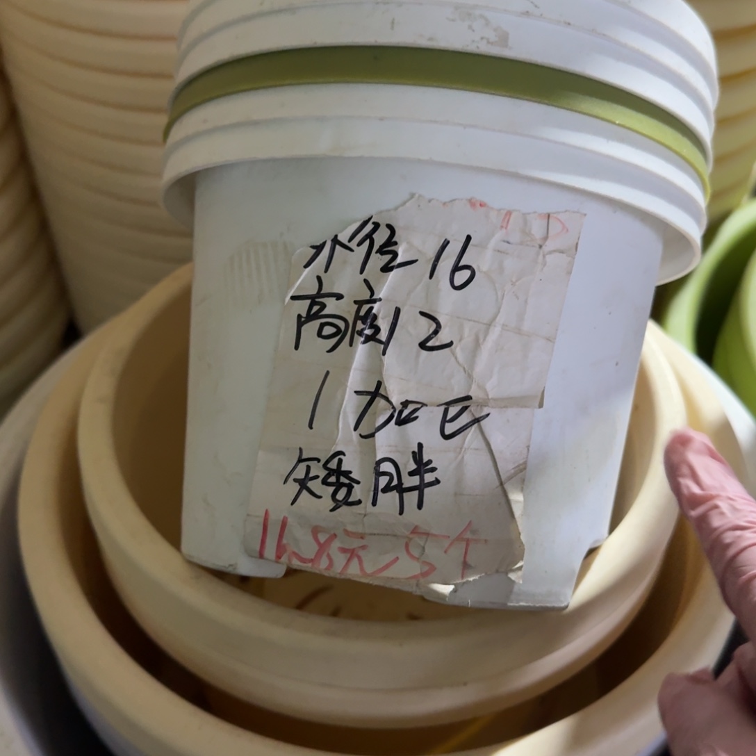 球根1#口径16无拖灰白10个