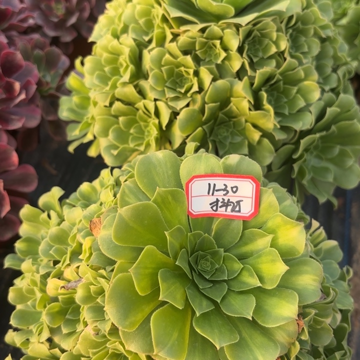 两颗绿杨蓉不包损25