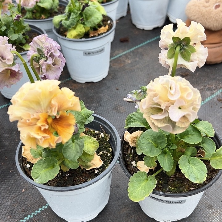 红陶抖音直播闪拍182