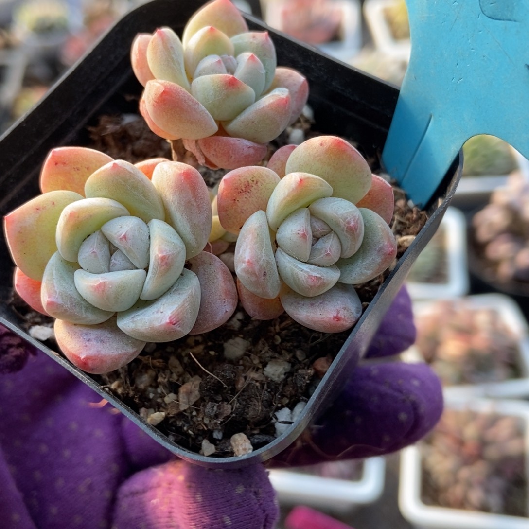 025冰玉多肉植物多肉