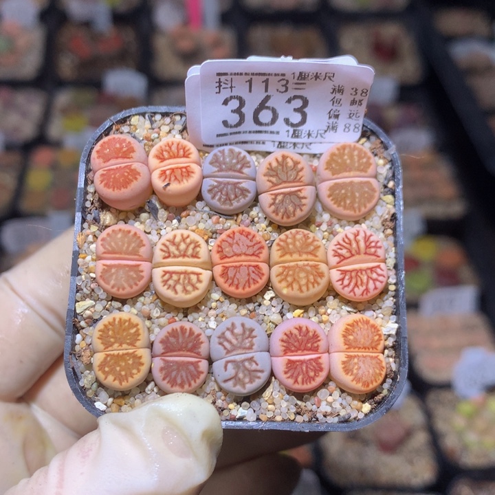 精品生石花113.363